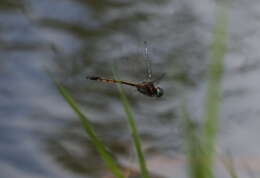 Image of Hemicordulia similis (Rambur 1842)