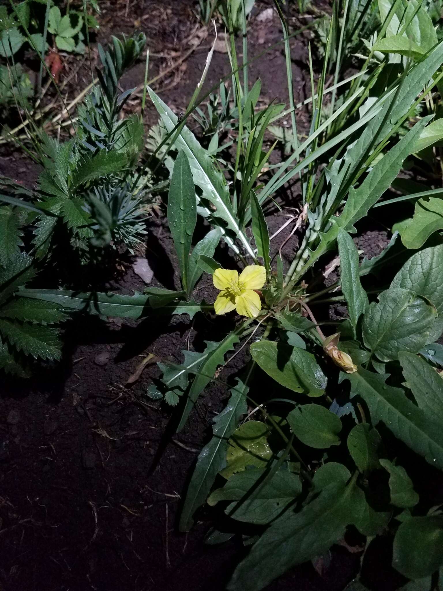 Plancia ëd Oenothera flava (A. Nels.) Garrett