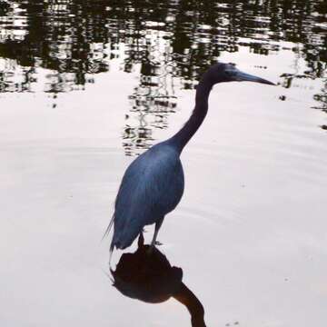 Image of Little Blue Heron