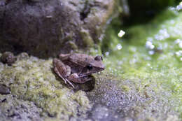 Image of Brown frog