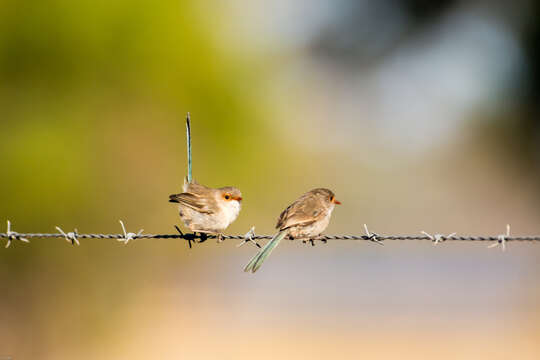 Image of Blue-breasted Fairy-wren