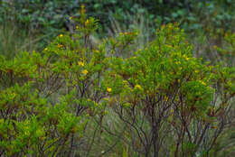 Imagem de Hypericum laricifolium Juss.