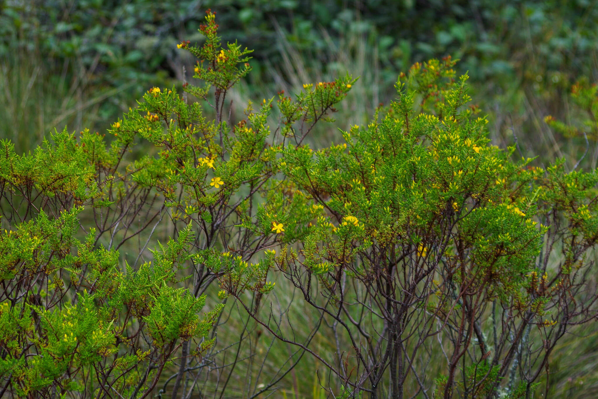 Image of Hypericum laricifolium Juss.