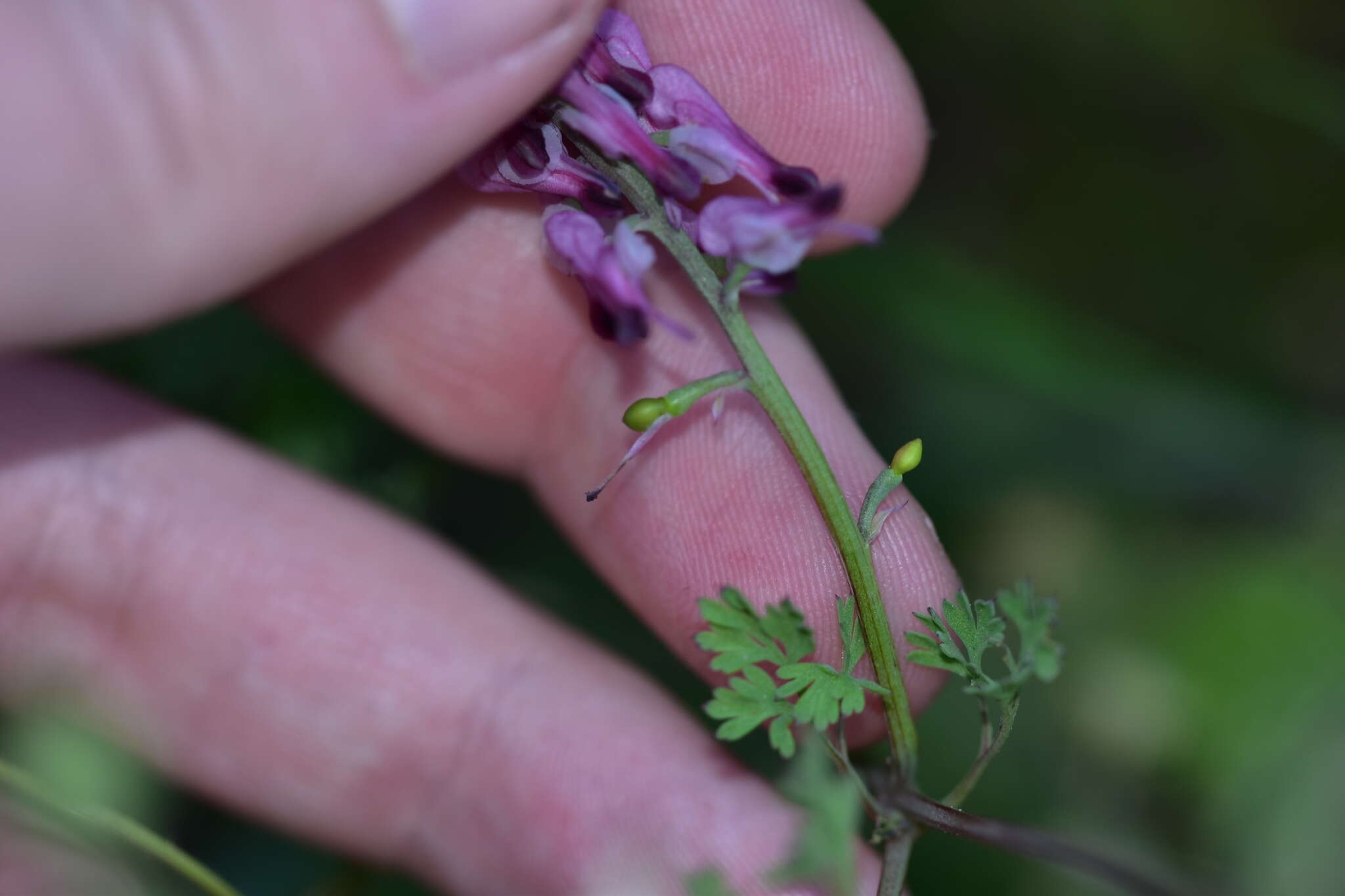 Image of Fumaria petteri Rchb.