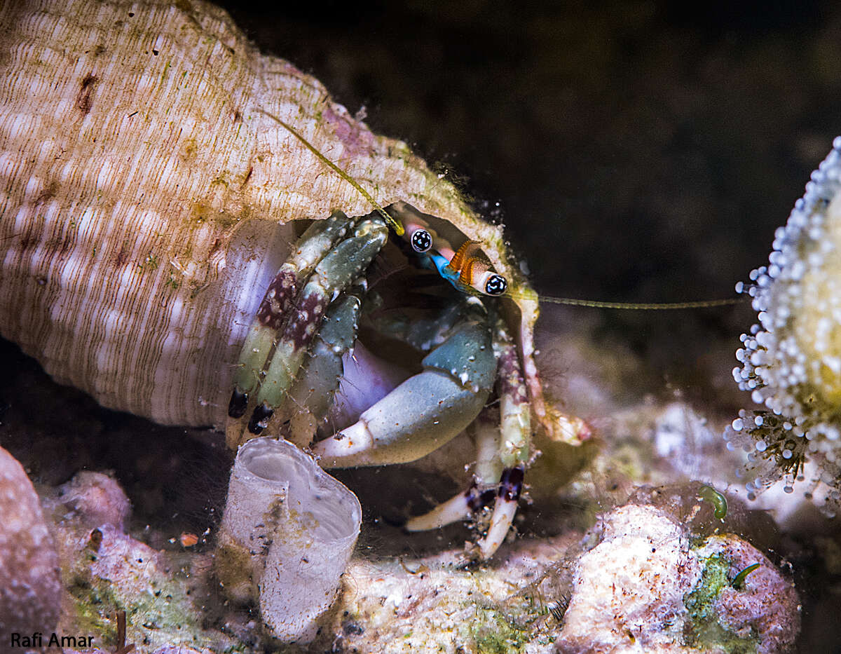 Image of green hermit crab