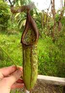 Image of Nepenthes maxima Reinw. ex Nees