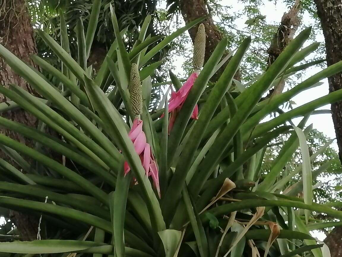 Image of Aechmea mariae-reginae H. Wendl.