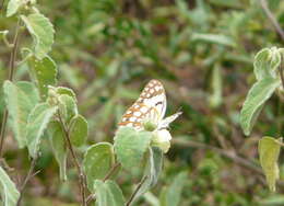 Image of Yellow Splendour