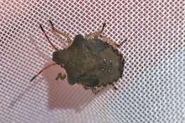 Image of Dusky Stink Bug