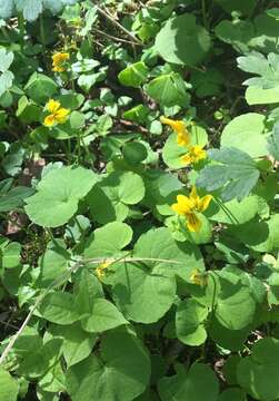 Image of arctic yellow violet