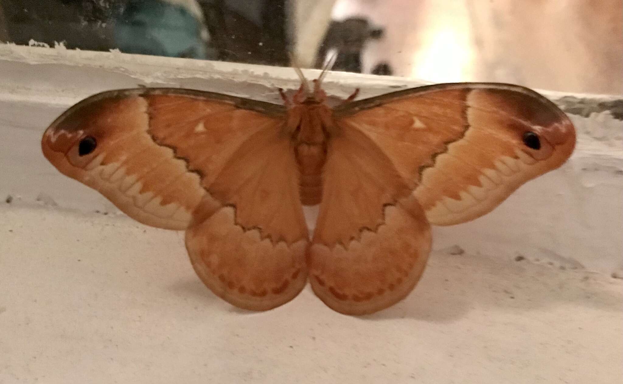 Image of Sweetbay Silk Moth