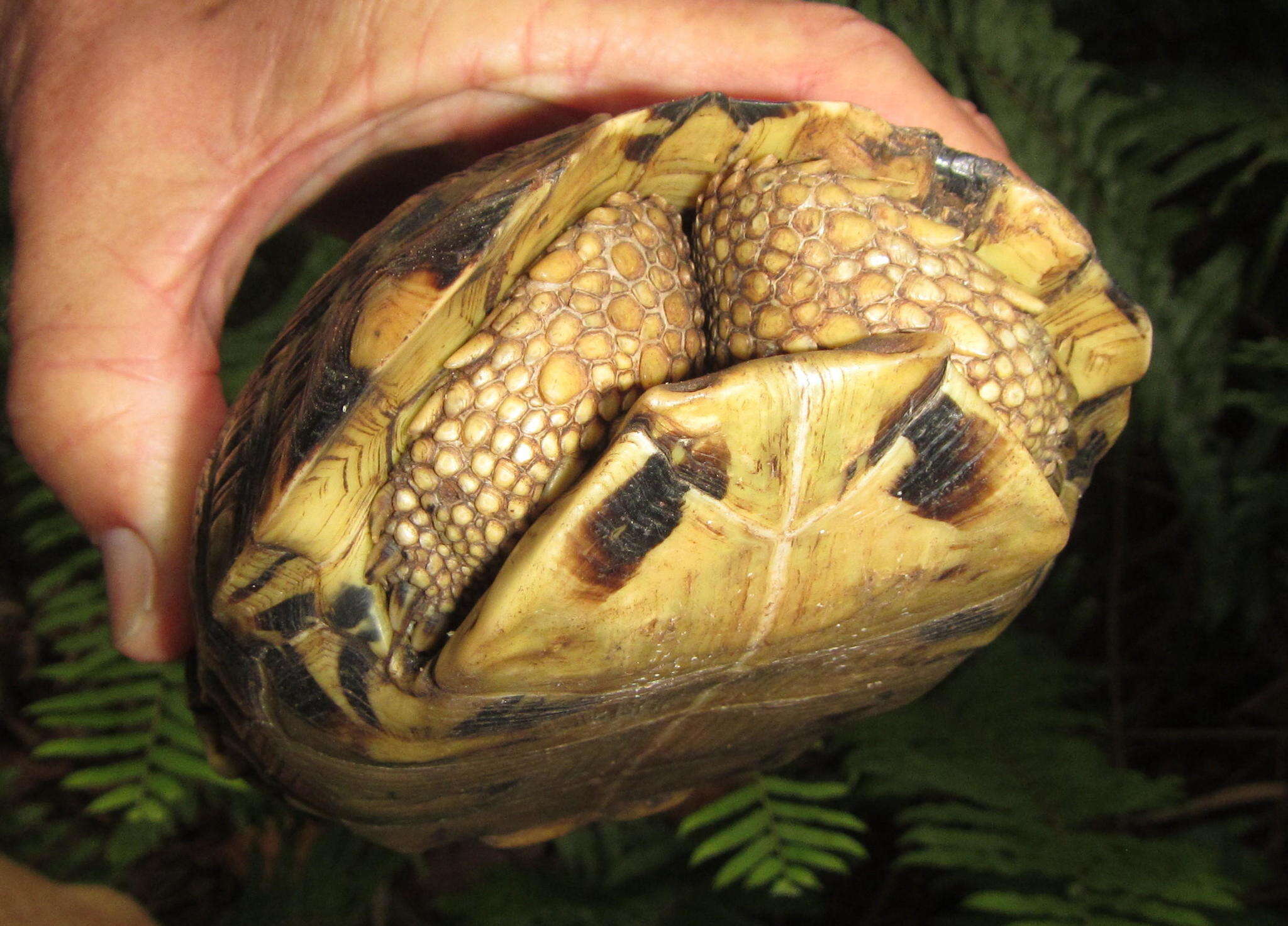 Image of Southeastern hinge-back tortoise