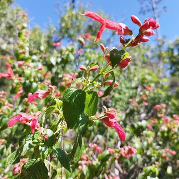 Imagem de Salvia pubescens Benth.