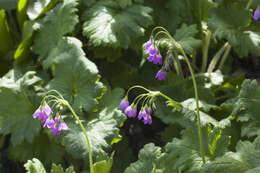 Image of Primula matthioli subsp. turkestanica (Losinsk.) Kovt.