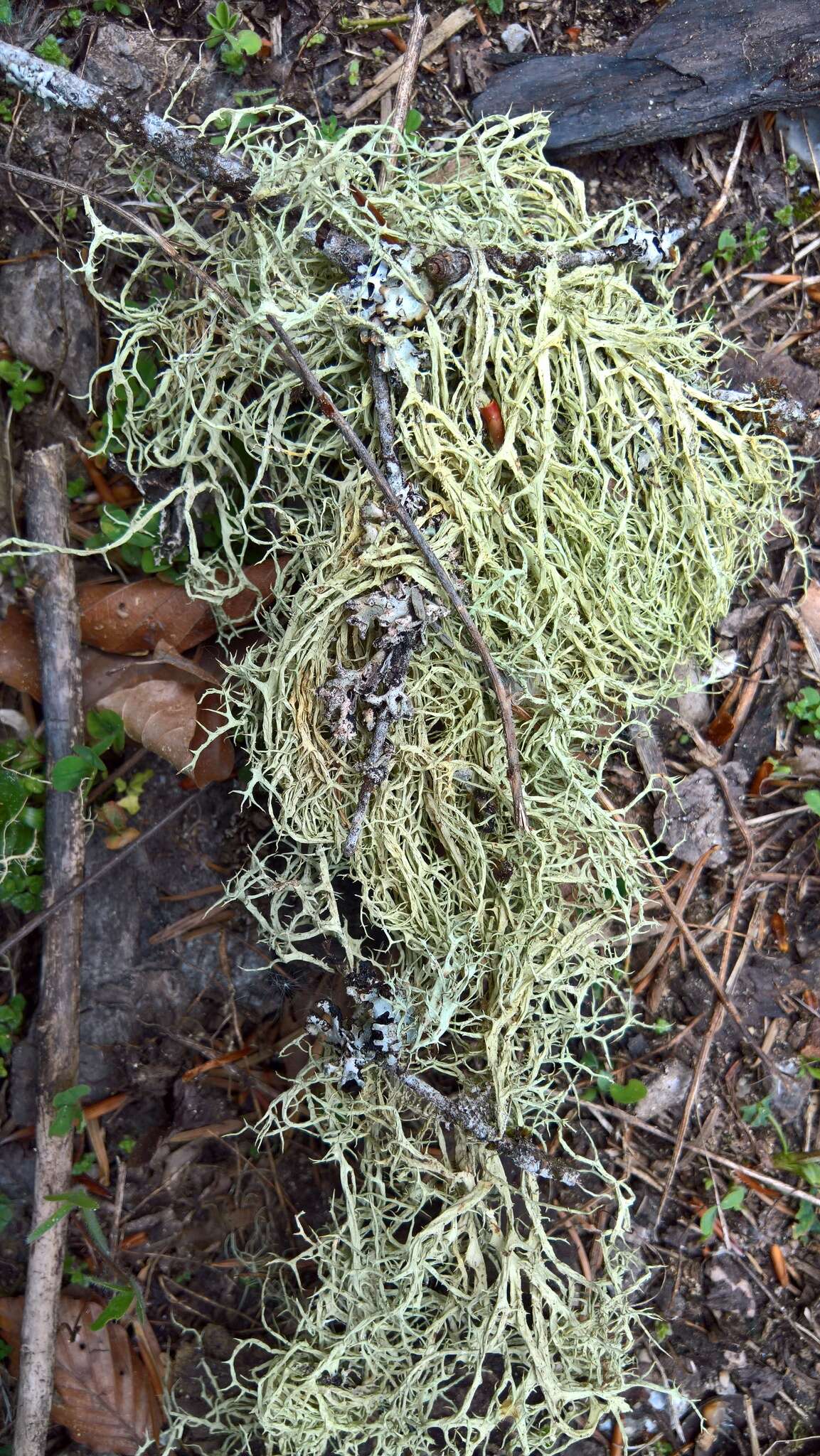 Image of Mountain oakmoss lichen