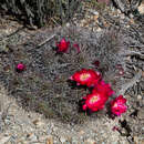 Imagem de Echinopsis yuquina D. R. Hunt