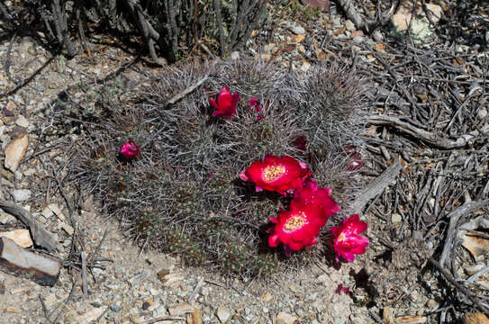 Image of Echinopsis yuquina D. R. Hunt