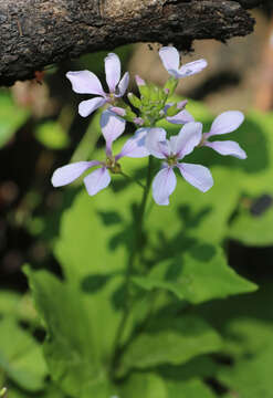 Imagem de Cardamine constancei Detling