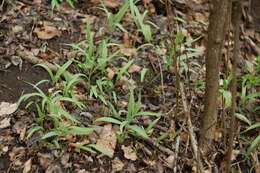 Image of Fritillaria montana Hoppe ex W. D. J. Koch