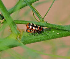 Image of Common asparagus beetle