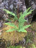 Imagem de Dryopteris fragrans (L.) Schott