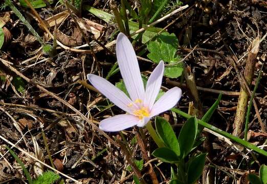 Image of alpine autumn crocus