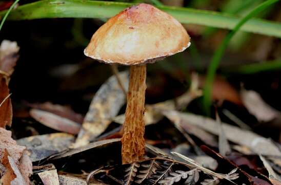 Image of Austroboletus lacunosus (Kuntze) T. W. May & A. E. Wood 1995