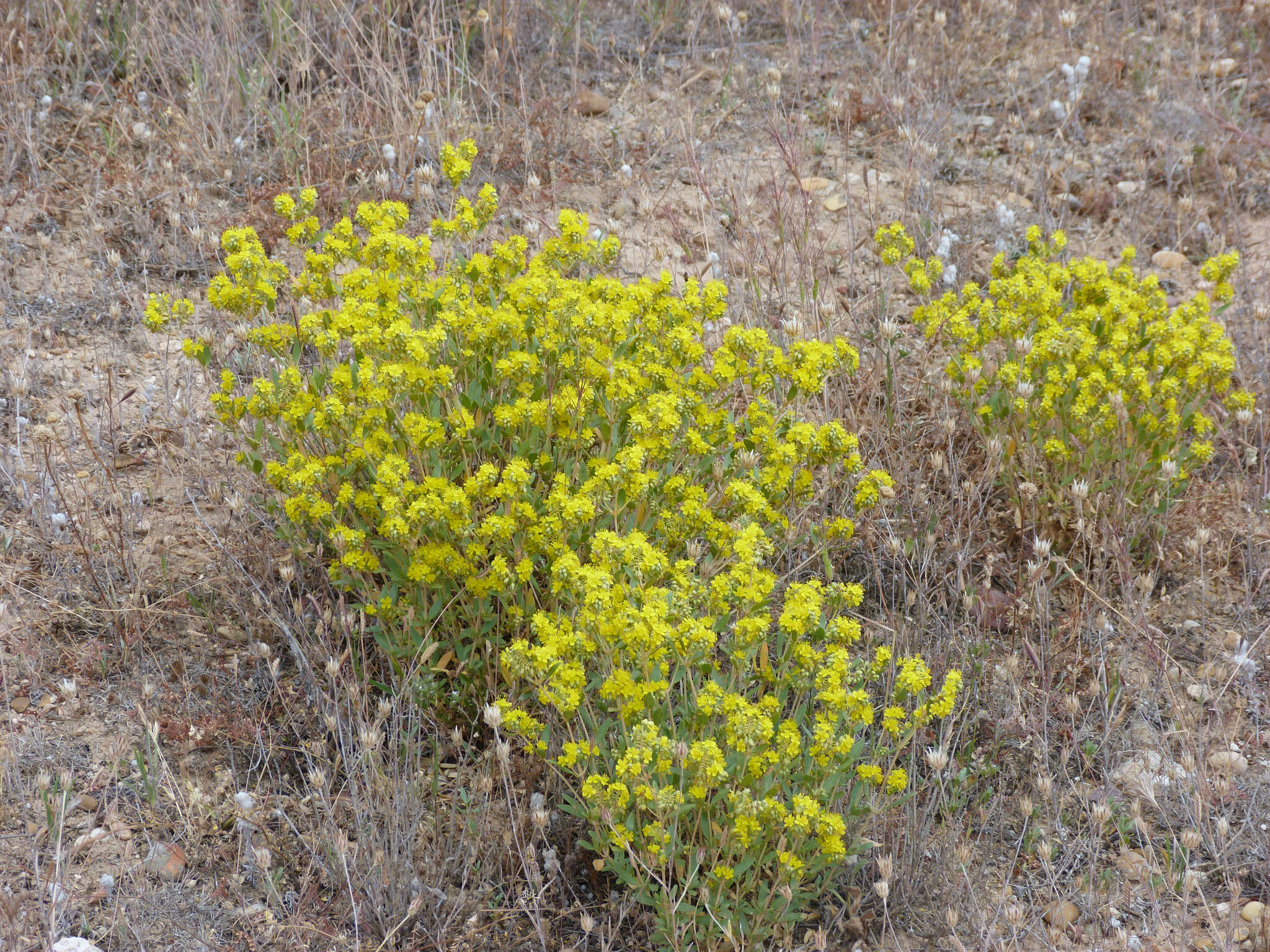 Image of Helianthemum squamatum (L.) Pers.