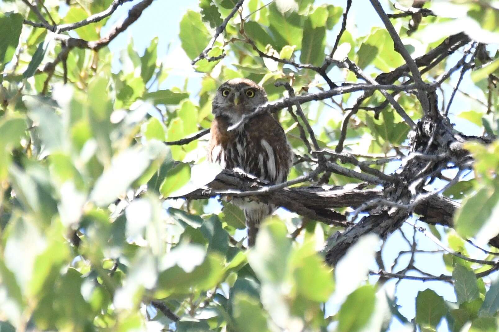 Image of <i>Glaucidium <i>gnoma</i></i> gnoma