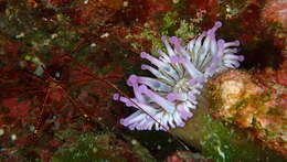 Image of blunt-tentacled anemone