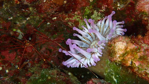 Telmatactis cricoides (Duchassaing 1850) resmi