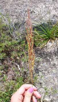 Image of Sorghastrum pellitum (Hack.) Parodi