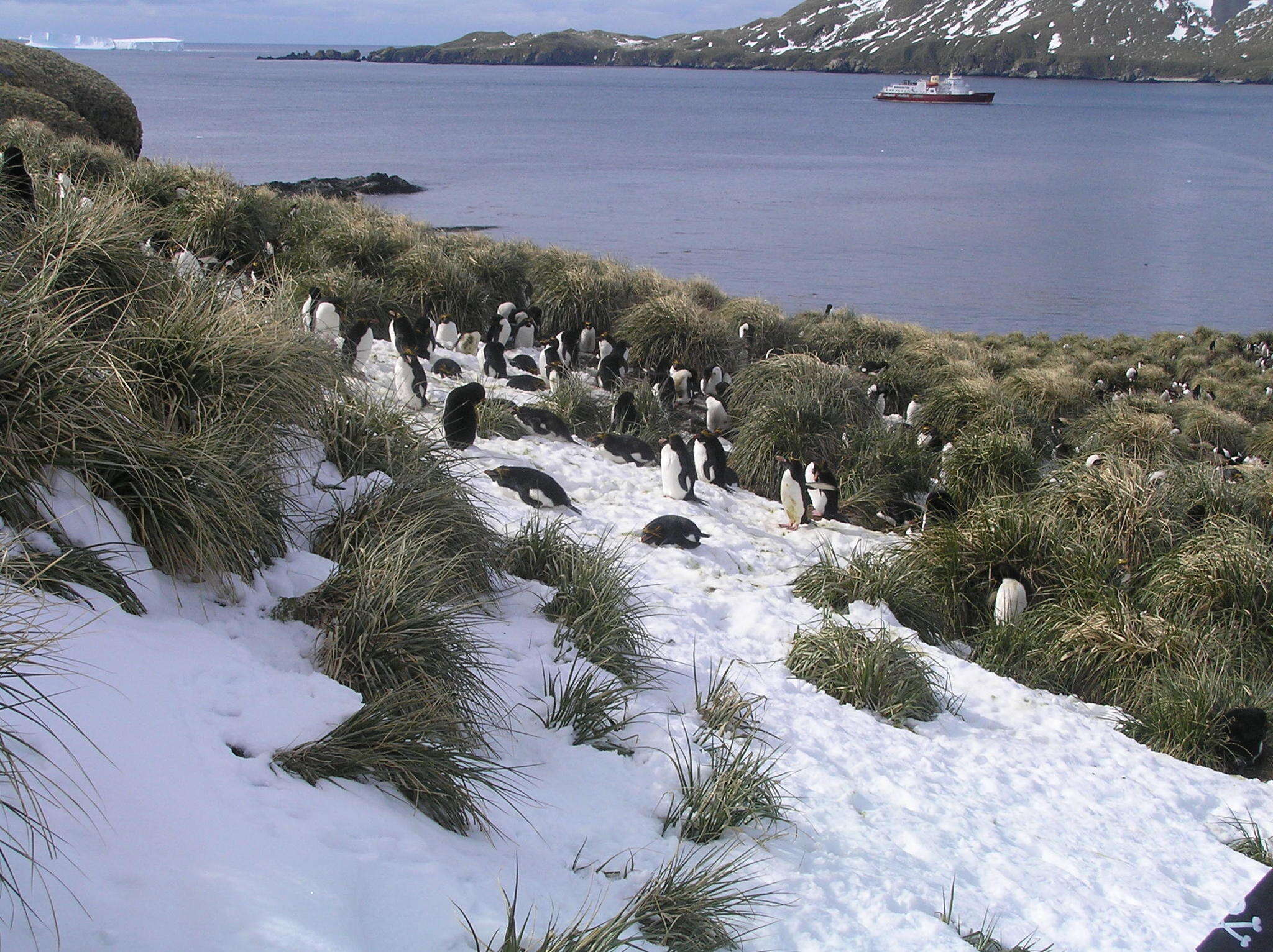 Image of Macaroni Penguin