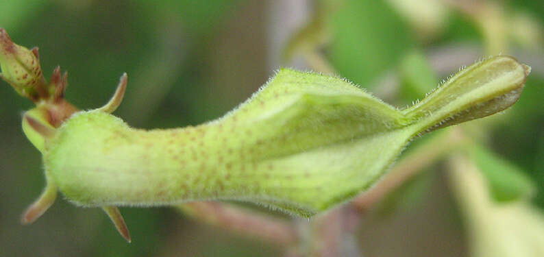 Image of Ceropegia lugardiae N. E. Br.