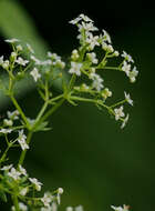 Image of Rough bedstraw