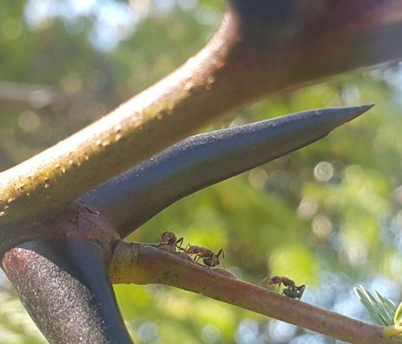 Image of Pseudomyrmex ferrugineus (Smith 1877)