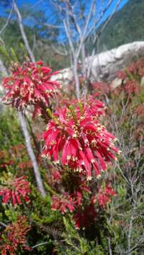 Image of Erica densifolia Willd.