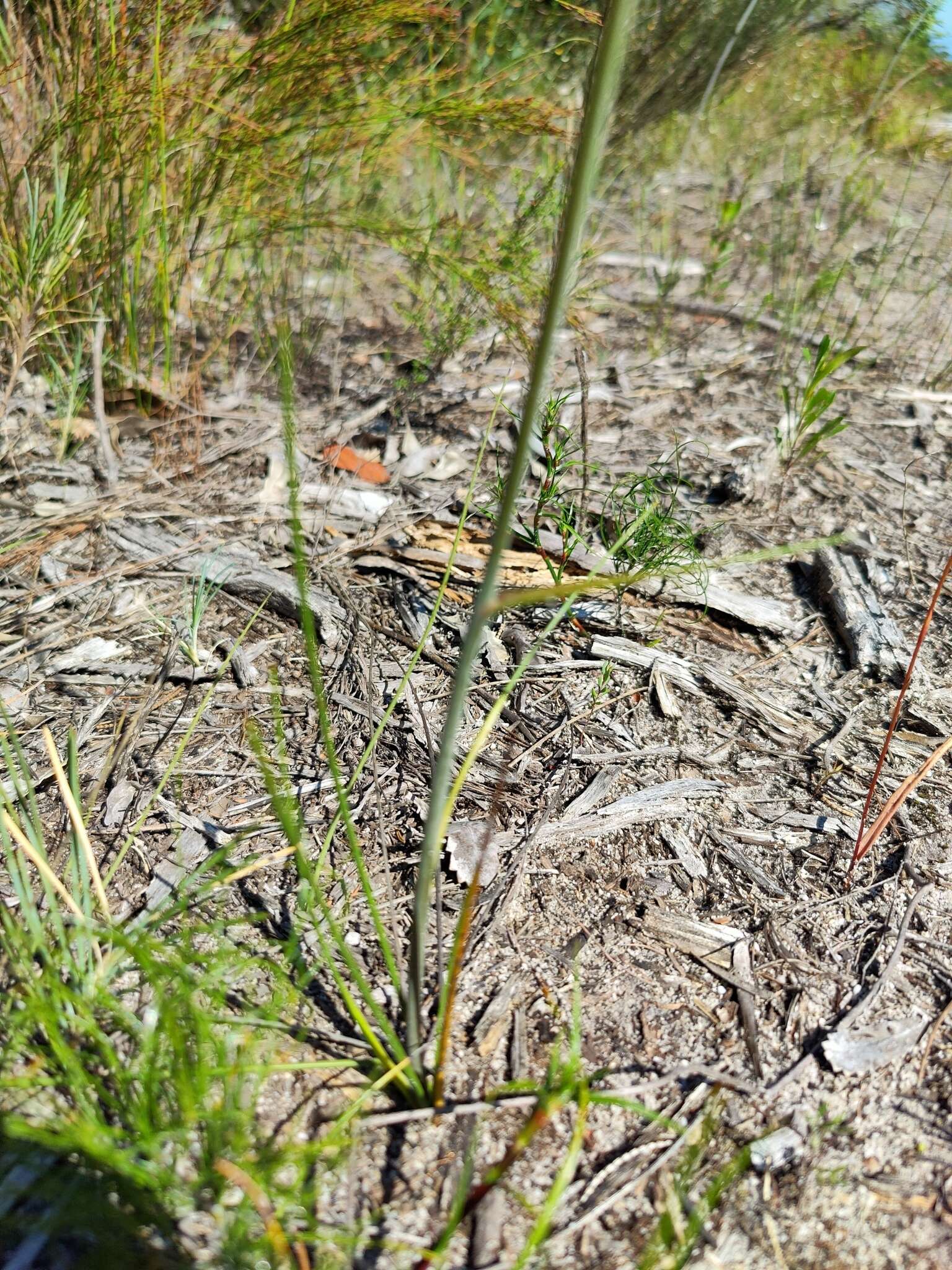 Image of Haemodorum planifolium R. Br.