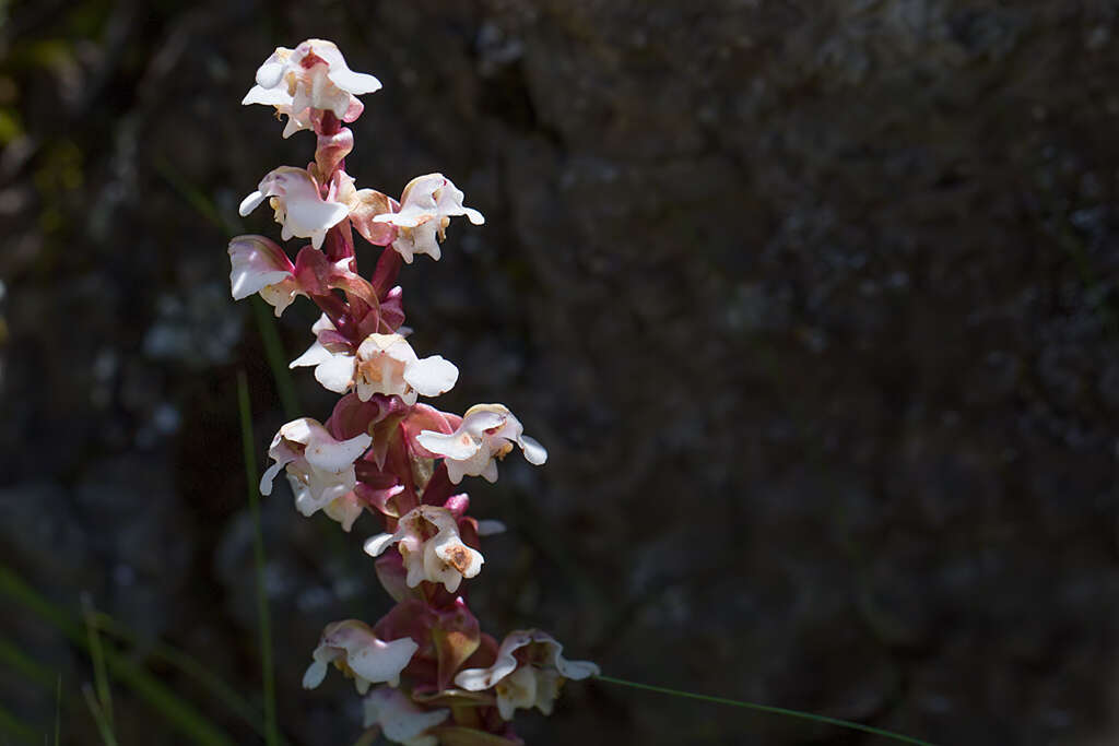 Pterygodium cooperi Rolfe resmi