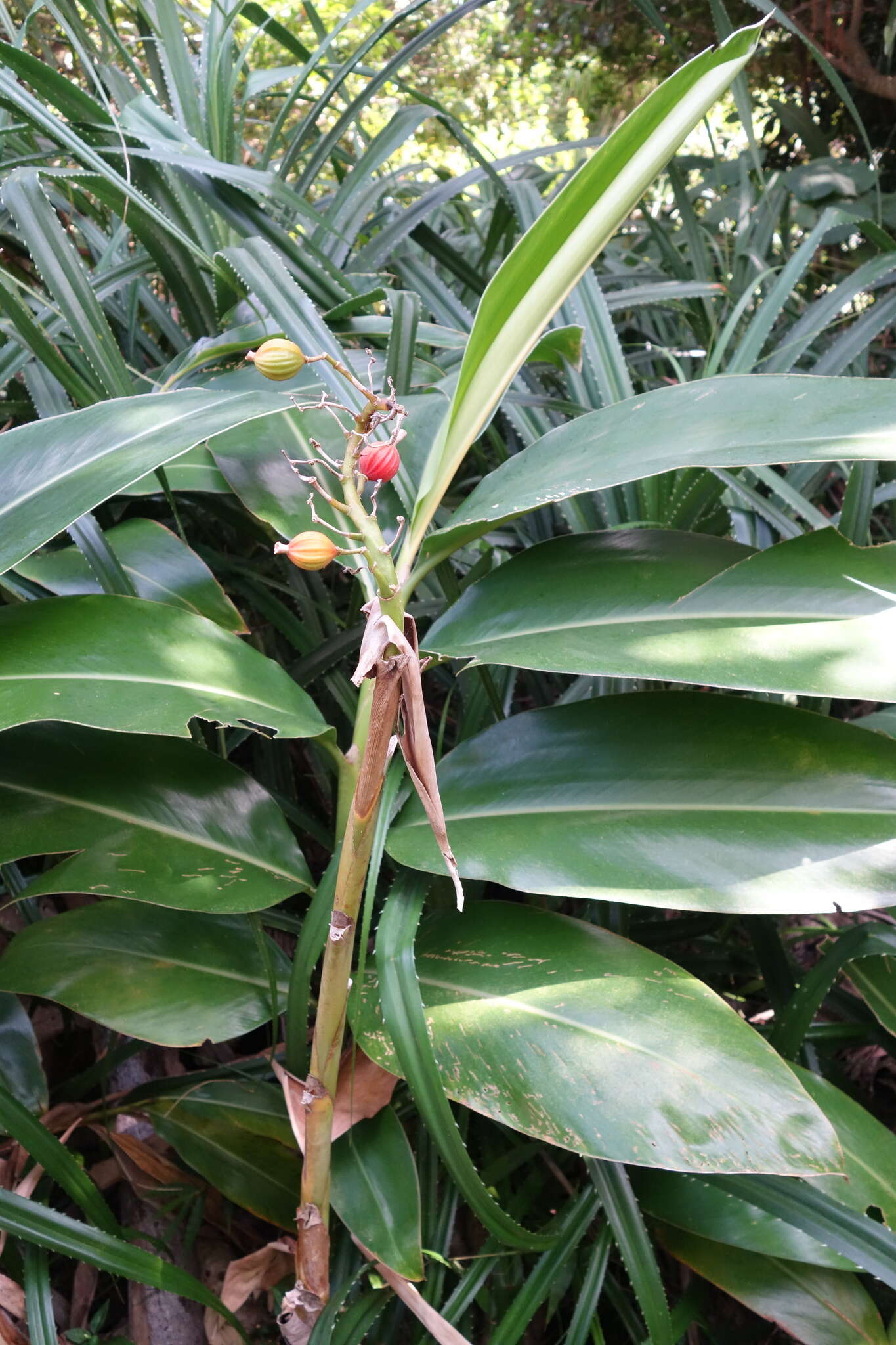 Image of Alpinia koshunensis Hayata