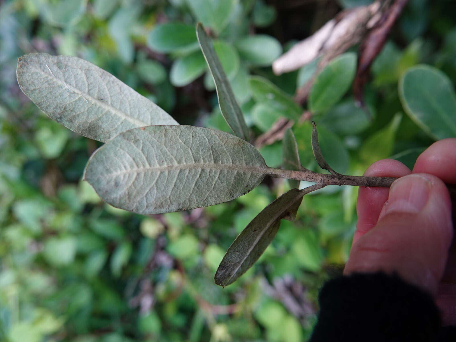 Image de Pittosporum huttonianum T. Kirk