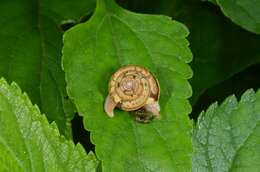 Image de Euplecta hyphasma