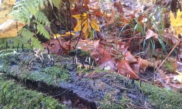 Image of Candle-snuff Fungus