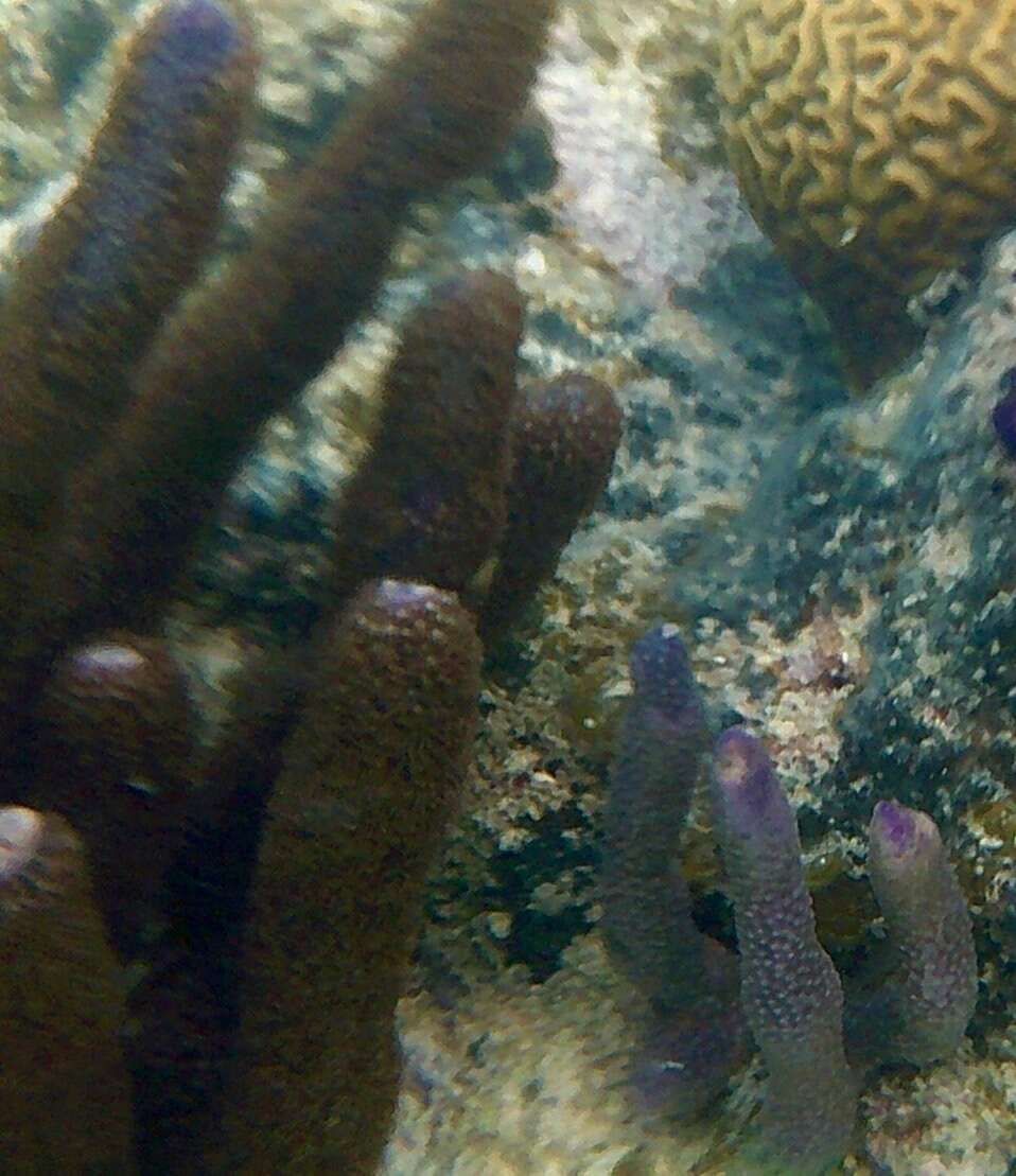 Image of corky sea finger