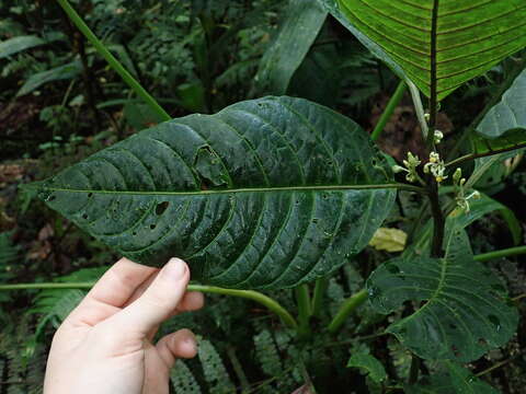 Image of Solanum anceps Ruiz & Pav.