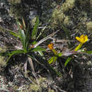 Image of Barbacenia rectifolia L. B. Sm. & Ayensu