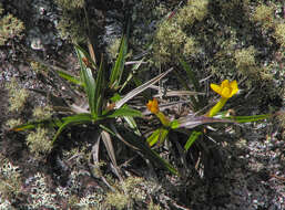 Image of Barbacenia rectifolia L. B. Sm. & Ayensu