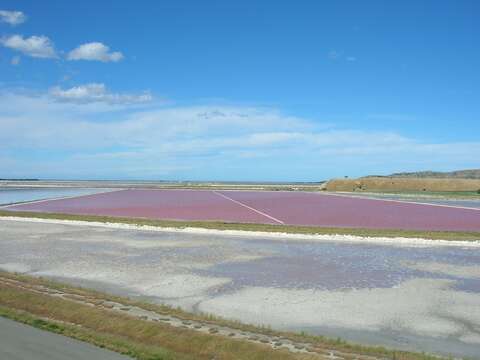 Image of Dunaliella salina