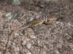 Image of Crotaphytus collaris fuscus Ingram & Tanner 1971