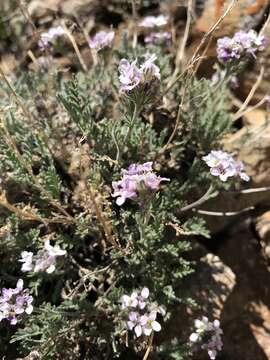 Image of American false candytuft